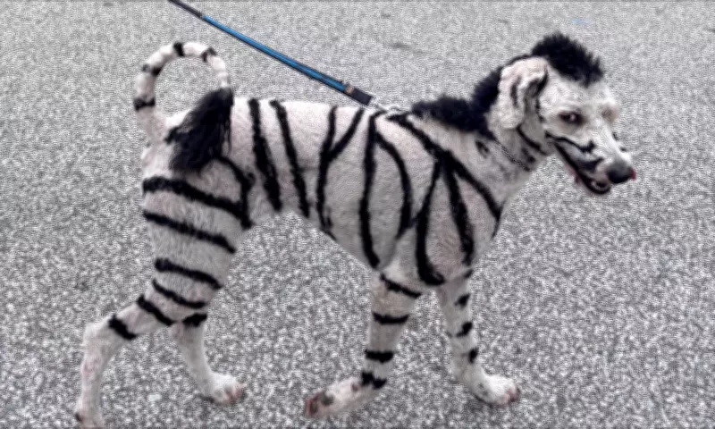 Molly the 'Zebra Dog' Raises Awareness for Neuroendocrine Tumours in LaSalle