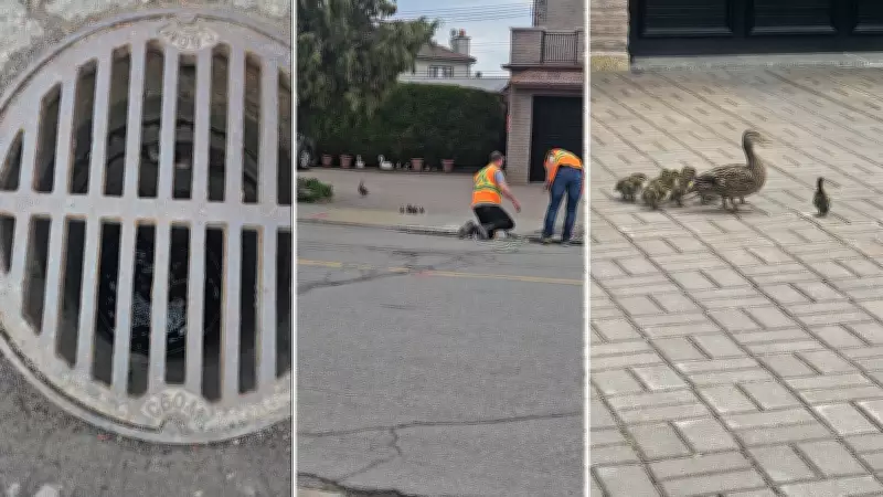 Montreal City Workers Rescue 14 Ducklings from Sewer in Heartwarming Operation