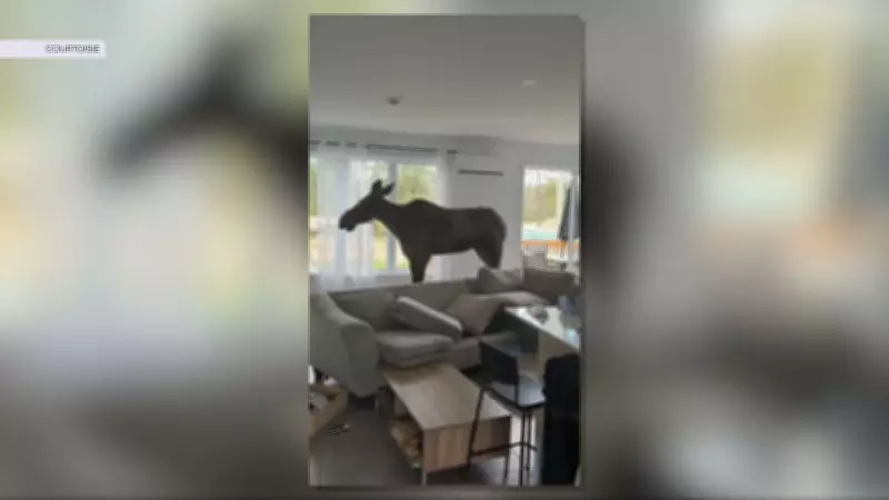 Moose Breaks Into Quebec Home, Causing Havoc in Living Room