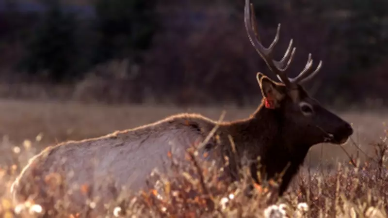 MRU Researchers Seek Public Help for Elk Study in Calgary Area