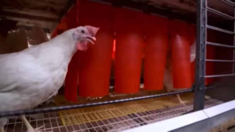 New $100M poultry facility in Woodstock to create 100 jobs, boost food sector