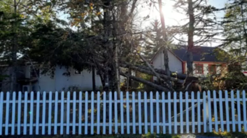 New Arboretum Planned After Fiona Devastated Nova Scotia Trees