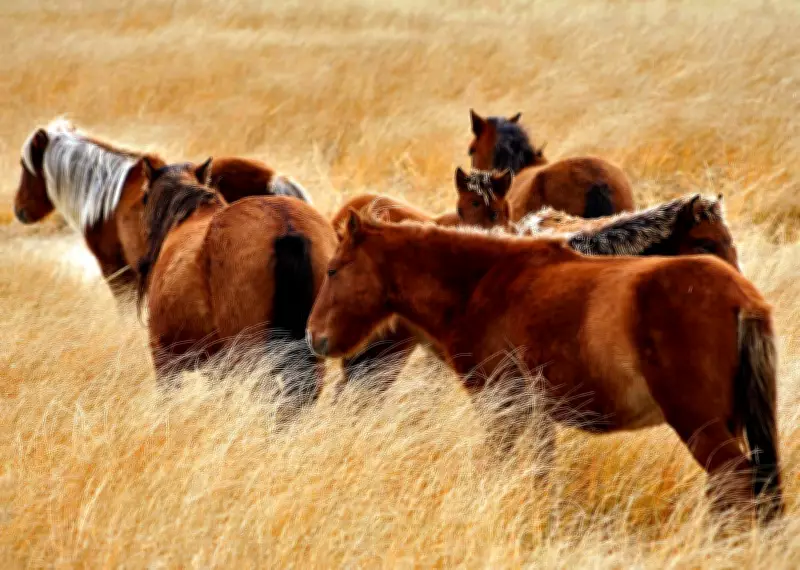 New Book on Sable Island's Wild Horses Showcases Their Rugged Adaptability