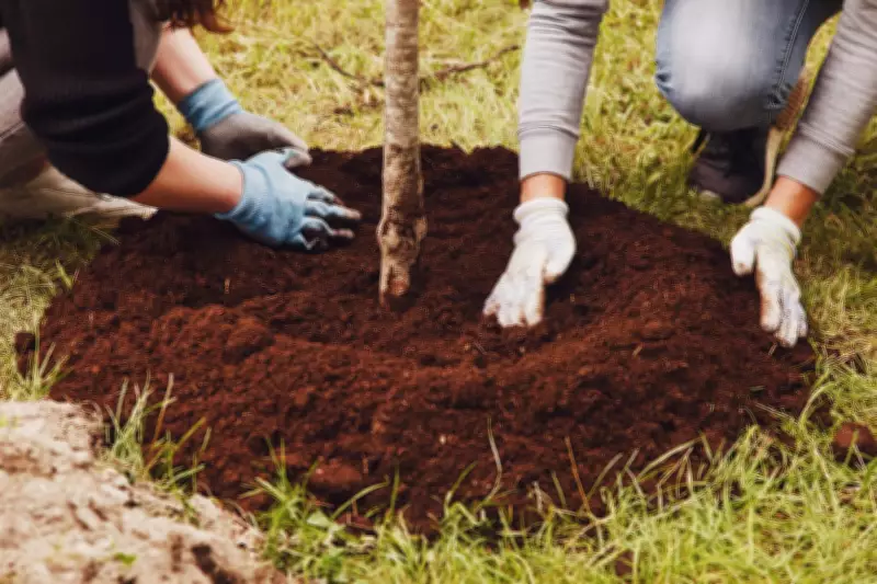 New Tecumseth to Host TreeFest 2026: Community Event Details