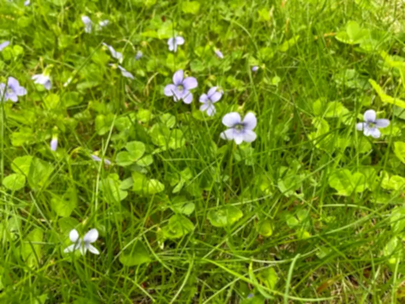 'No Mow May' Debate Grows as More Quebec Municipalities Adopt Campaign