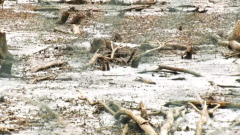 North Bay Woman Alarms as Wetland Drained Near Housing Development