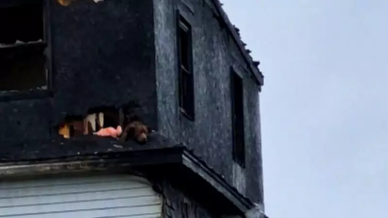 North Sydney Fire Crews Rescue Service Dog from Burning Home