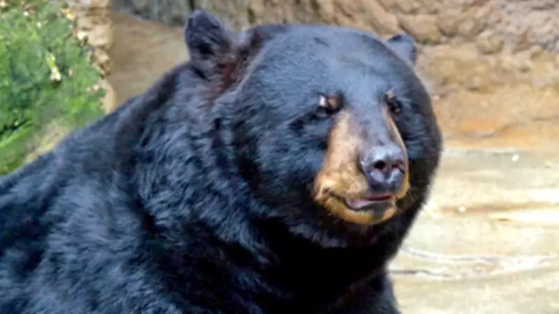 Northwestern Ont. Police Report Increase in Bear Sightings