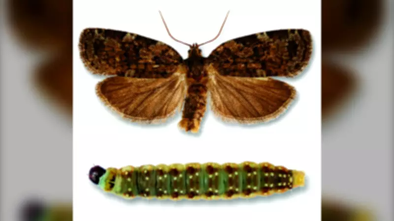N.S. Government Treats Cape Breton Forest to Stop Spruce Budworm Spread
