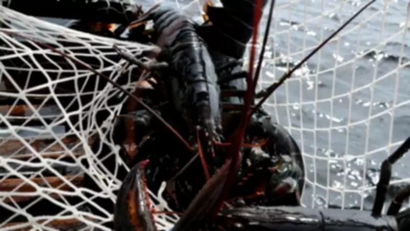 N.S. Lobster Businesses Get $2M+ from Federal Government
