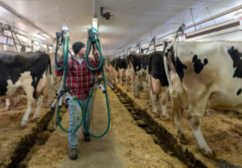 Ontario Introduces 6% Fat Milk: What Consumers Need to Know