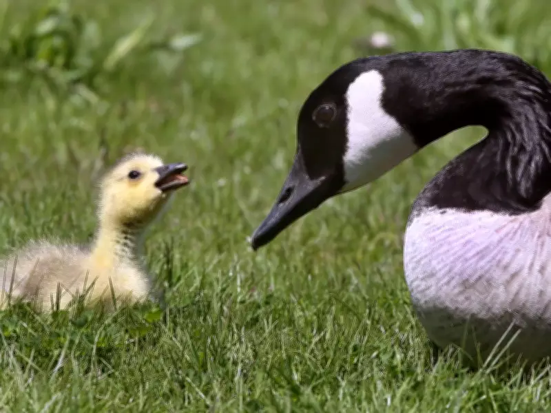 Ontario man fined $1,000 for throwing rocks at Canada geese