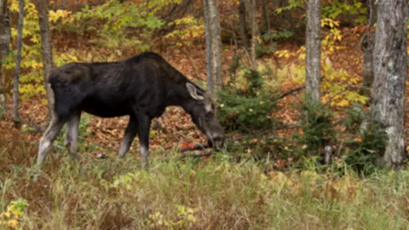 Ontario Men Fined, Banned from Hunting After Illegal Moose Kill