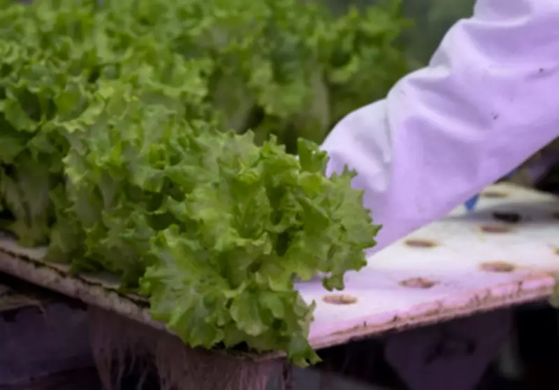 Opposition, Unions Warn Cuts May Harm Canada's Food Security