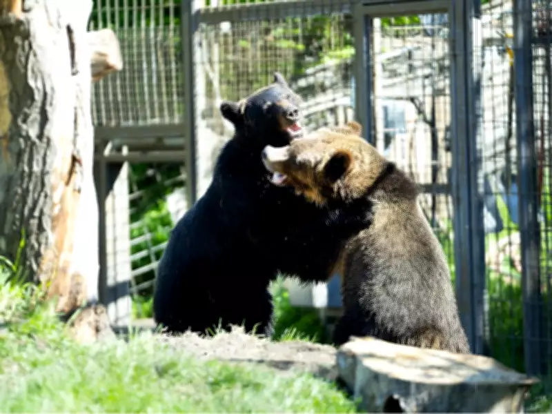 Orphaned Grizzly Cubs Fitz and Turner Thrive at Calgary Zoo
