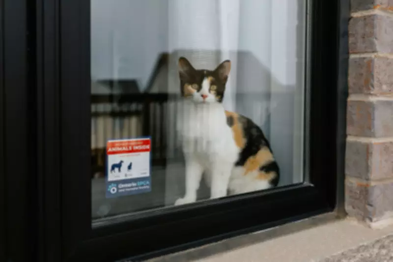 OSPCA Urges Pet Owners to Prepare for Emergencies