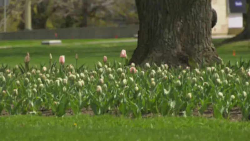 Ottawa Braces for Another Day of Colder-Than-Average Temperatures