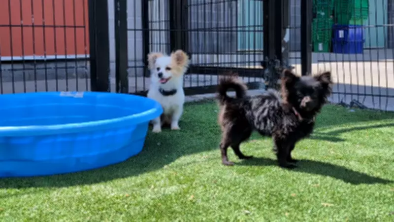 Ottawa Humane Society: Abandoned Puppies Recovering After Long Weekend