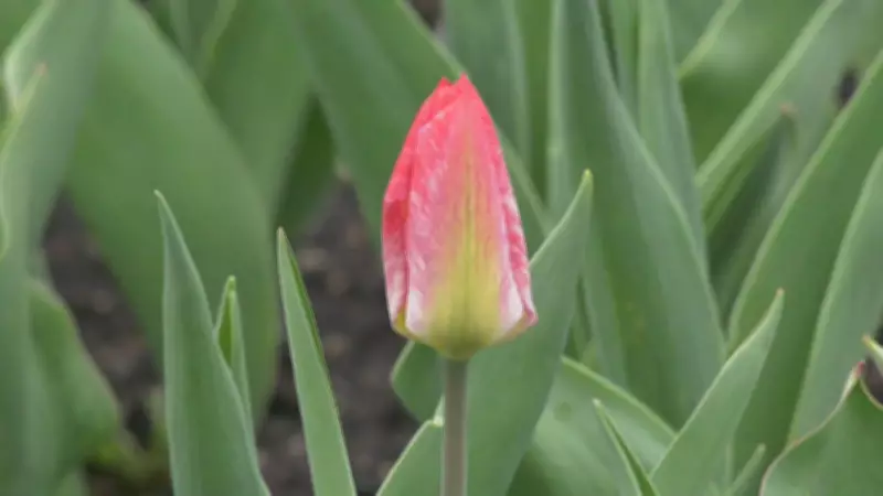 Ottawa Weekend: Mix of Sun and Rain Expected This May 1-3