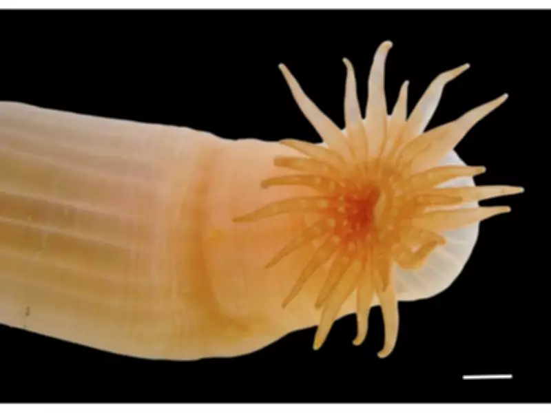 Over 1,100 New Marine Species Discovered in Landmark Ocean Census