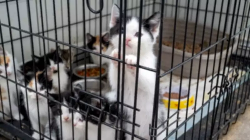 Over 60 Cats Rescued in Mississauga Animal Cruelty Case