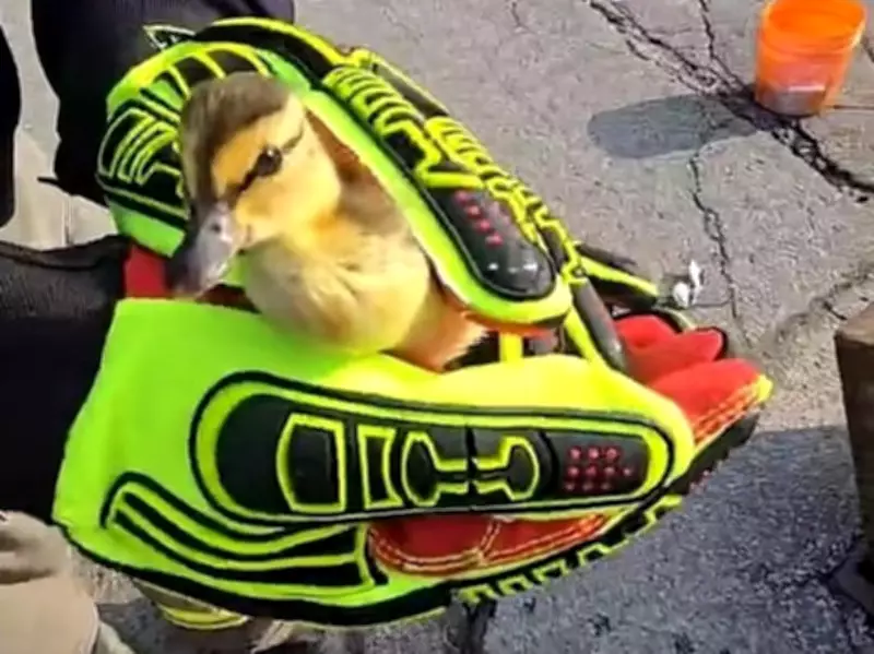 Owen Sound Firefighters Rescue Ducklings from Storm Sewer in Heartwarming Operation