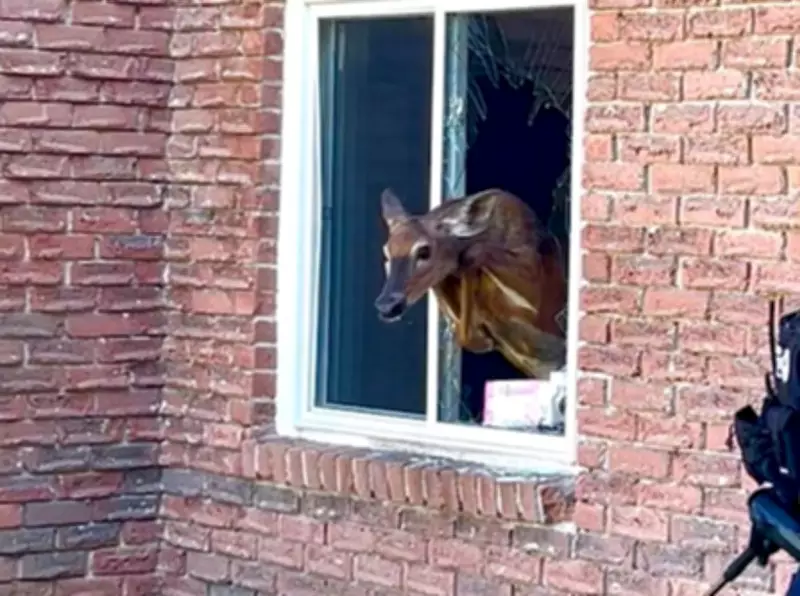 Owen Sound Residents Awakened by Deer Crashing Through Window: Police
