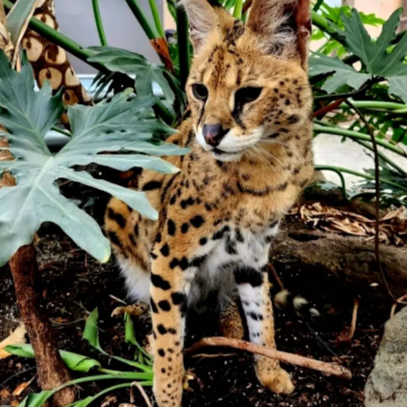 Owner of Gary the Serval Warns B.C. Exotic Cat Ban Will Harm Animal
