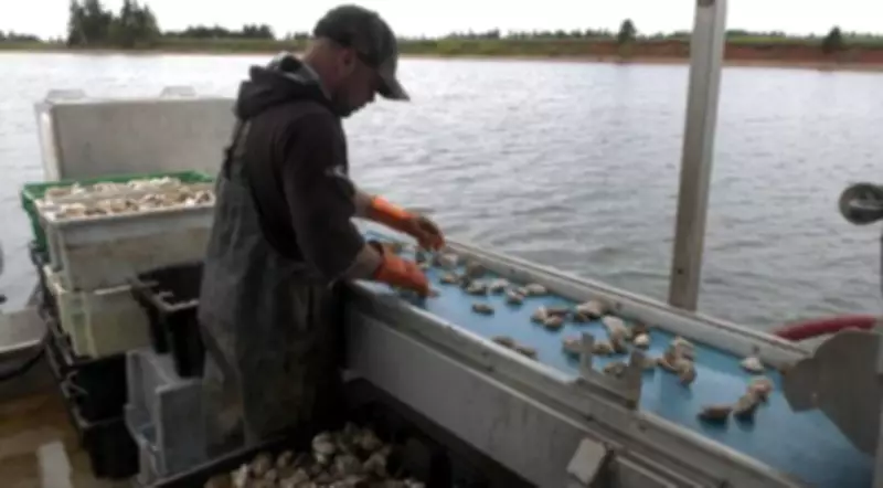 P.E.I. oyster growers face crisis as diseases devastate farms, some consider quitting