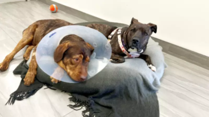 Pet Save Rescues 27 Dogs from Hoarding Situation in Sudbury Apartment