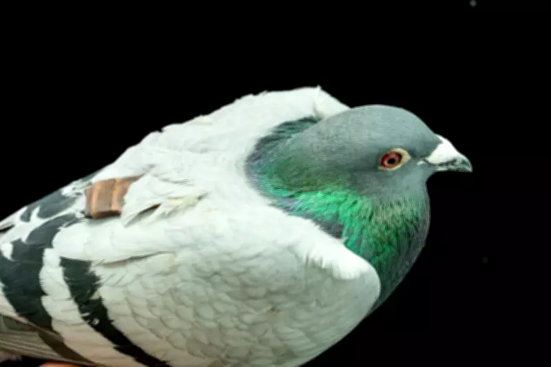 Pigeons May Navigate Using Their Livers, New Study Suggests