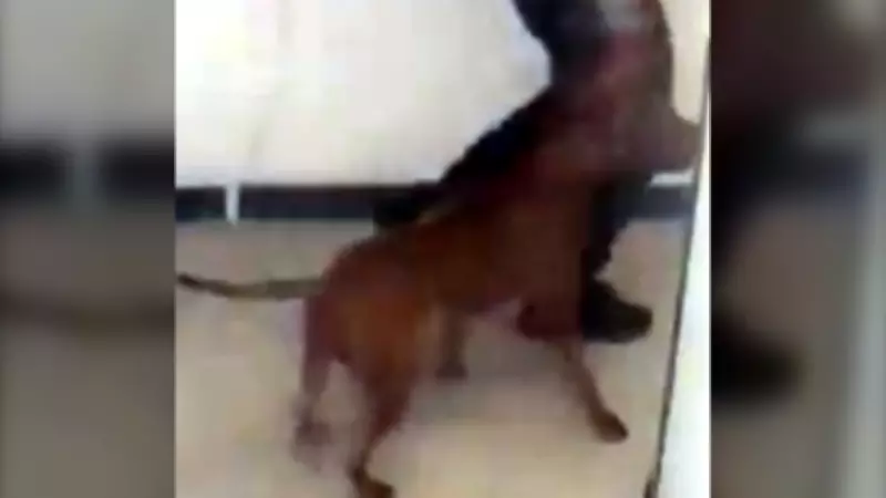 Police search for dog that killed smaller dog, injured owner in Toronto