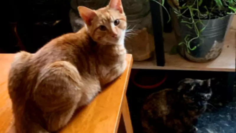 Quebec Housing Tribunal Pet Ruling Appealed by Landlord Group