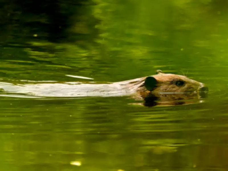 Rabid Beaver Bites Boy, Attacks Others in New Jersey Park