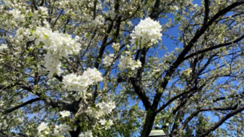 Rainy Weather Expected in Calgary for Victoria Day Weekend