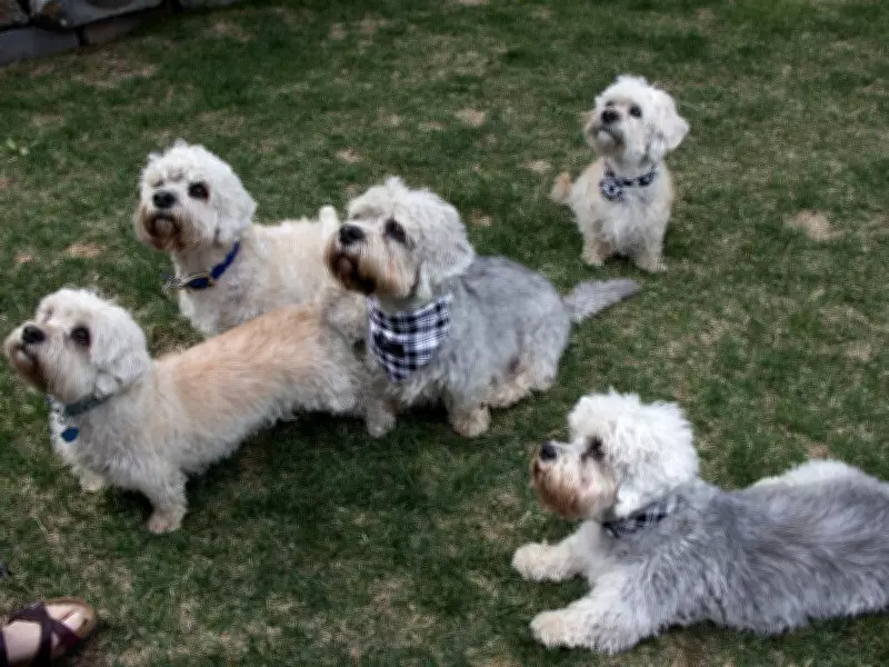 Rare Dandie Dinmont Terriers to Parade at Edmonton's Hawrelak Park on June 6
