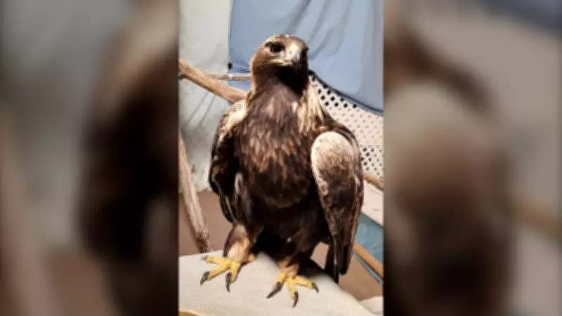 Rare Golden Eagle Rescued by Ottawa Valley Wildlife Centre