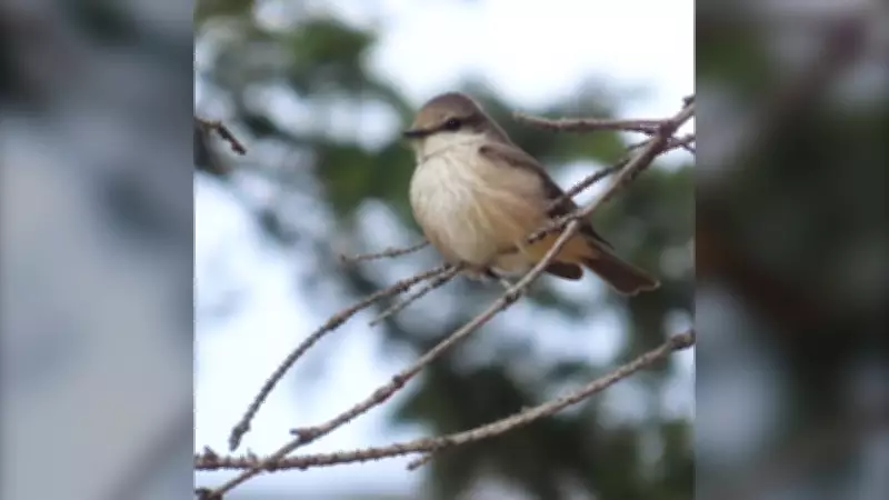 Rare Vermilion Flycatcher Spotted in Alberta for First Time Ever