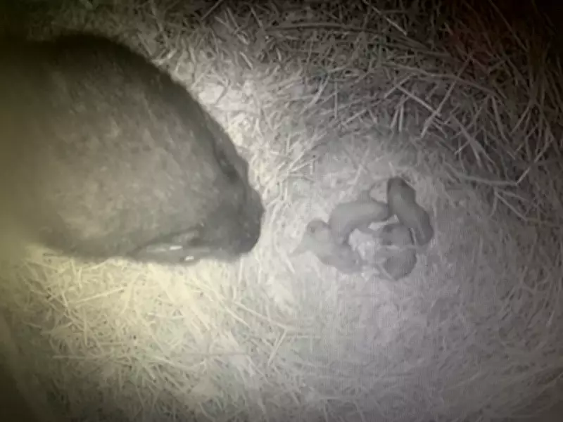Rare Video Captures Newborn Vancouver Island Marmots at B.C. Recovery Centre