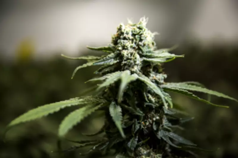 RCMP Cannabis Raids Won't Hinder N.B. First Nations Pot Talks