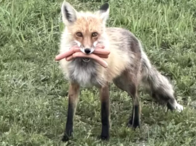 RCMP Nab Fox Caught Stealing Hot Dogs from Barbecue