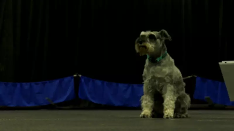Regina Kennel Club Celebrates 110 Years with Annual Dog Trials