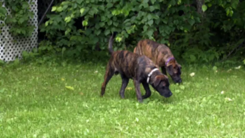 Report Recommends Moving Sudbury Animal Shelter to Minnow Lake for $3M
