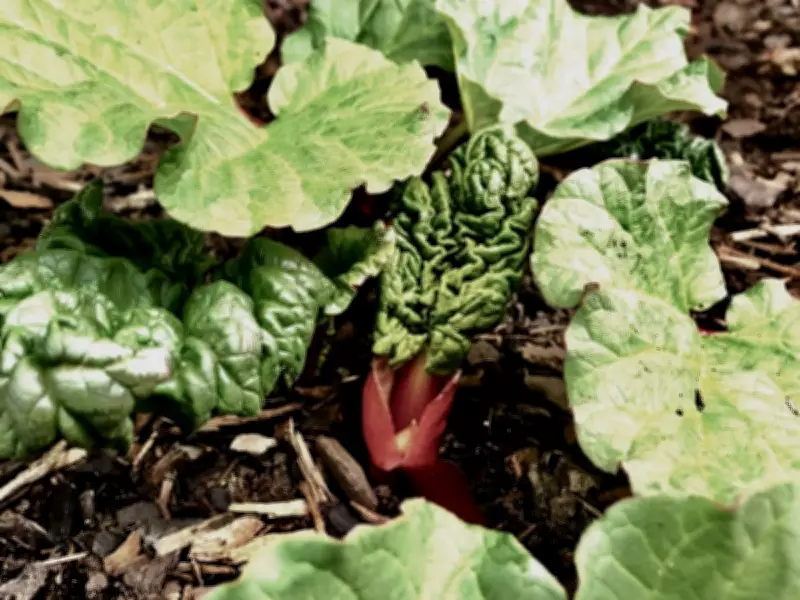 Rhubarb: The Easy-Growing Perennial That Brings Spring Delight to Your Garden