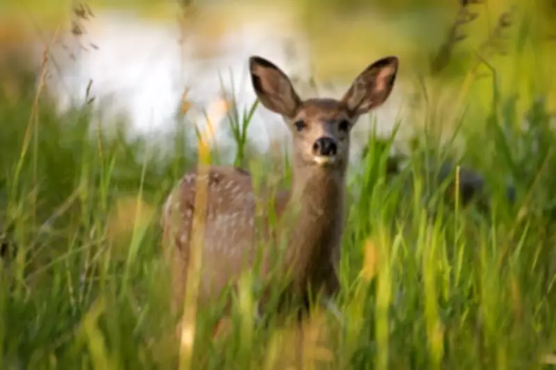 Sask. Government Urges Residents Not to Touch Young Wild Animals