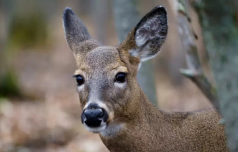 Saskatchewan Big Game Hunting Draw Now Open for 2026 Season