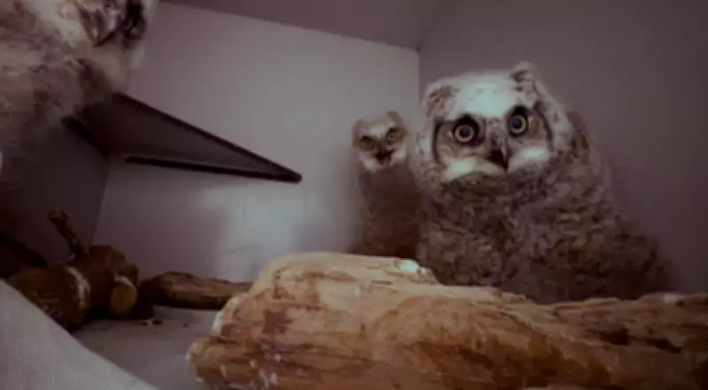Saskatoon Facility Rehabilitates Three Orphaned Baby Owls from Coleville