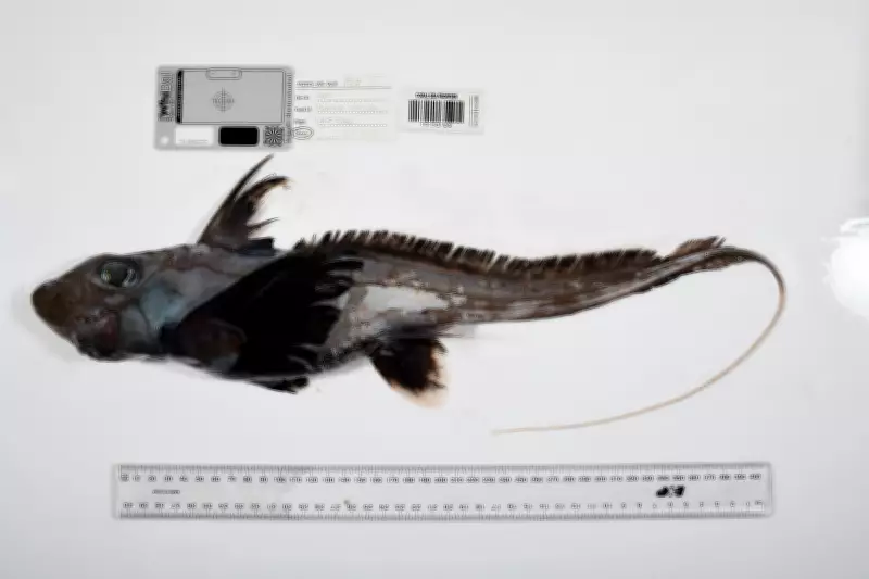 Scientists Discover Over 1,100 New Ocean Species, Including 'Ghost Sharks'
