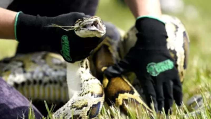Scientists Use Raccoons and Possums to Track Invasive Pythons in Florida