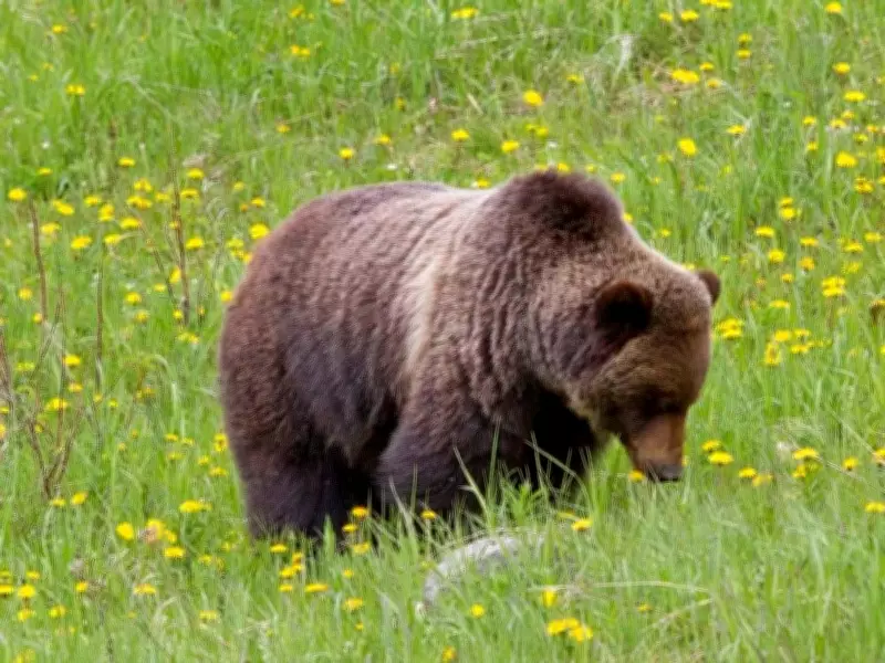 Second Bear Bluff Charge in Kananaskis Prompts Warning